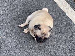 -伟伟宠物医院·CT影像中心·瑞派犬猫综合性门诊(汉口总院)
