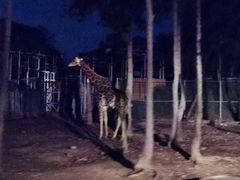 -清迈夜间动物园