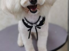 -乐琪宠物(青塔西路店)