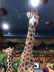 -卡通尼·Safari非洲探索乐园·生日会(金桥国际商业广场店)