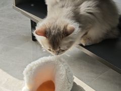 -派特宠物医院(圆融广场店)