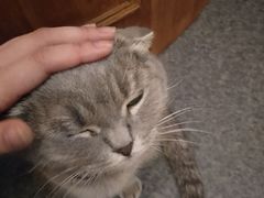 -猫色咖啡·猫咖