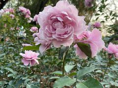 -人民公园(罗湖区)