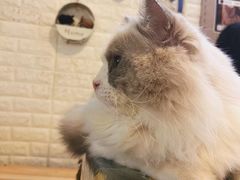 -平行世界·猫咖(首经贸店)
