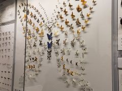 -四川大学博物馆