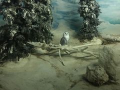 -新加坡飞禽公园
