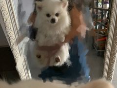 -暖阳宠物医院·犬猫康复中心·骨科