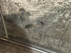 -萌宠奇缘(荣鼎店)