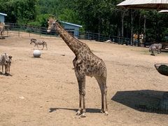 -大连森林动物园