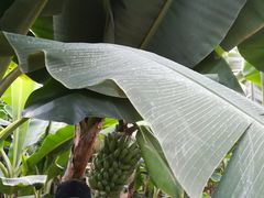 -松咖啡自助餐厅·松北香格里拉