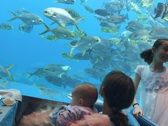 -瑞德姆美人鱼海底演艺主题餐厅(亚龙湾店)