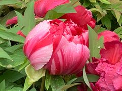 -莲花池公园