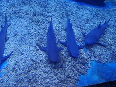 -多彩贵州城极地海洋世界