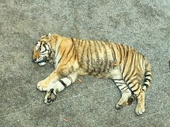 -大连森林动物园