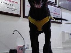 -严国平动物医院(德政总院)