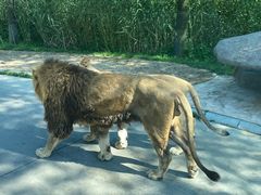 -北京野生动物园