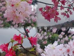 -王借岗森林公园