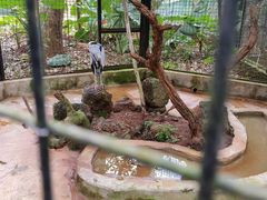 -海南热带野生动植物园