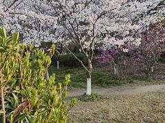 -高东镇樱花园