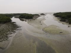 -北海金海湾红树林生态旅游区