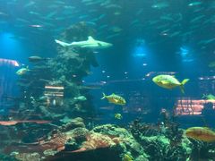 -海棠湾洲际-涛·海底餐厅·美人鱼·自助餐·海底隧道