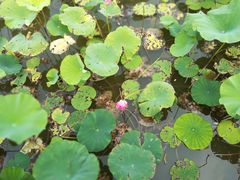 -天津东丽湖风景区