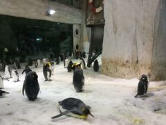 -大连圣亚海洋世界
