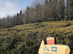 -昆明植物园