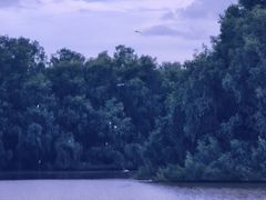 -大湾区中央湿地公园