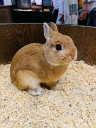 -Zoolung Zoolung动物主题公园(海信广场店)