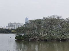 -海珠湖公园
