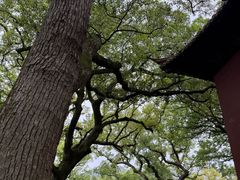 -普陀山风景名胜区-法雨禅寺