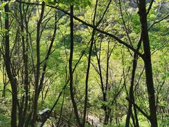 -大岭沟猕猴桃谷风景区