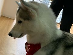 -Husky Go! 哈士奇体验馆·宠物咖啡厅狗咖