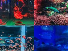 -海合安成都极地海洋公园