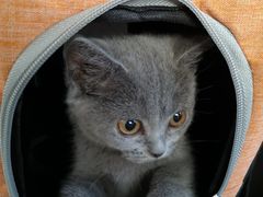 -lincat·猫舍(广州店)