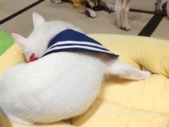 -逗柴咖啡屋·狗咖猫咖宠物桌游