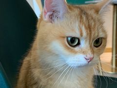 -飞行喵MR PILOT|猫舍·猫咖(静安大融城店)