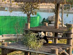 -西霞口神雕山野生动物世界