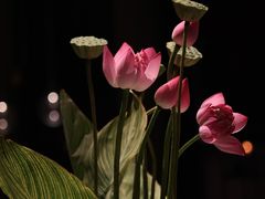 -云厨·高空西餐厅(成都瑯珀·凯悦臻选酒店)