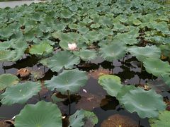 -荷塘月色湿地公园·向阳花洲
