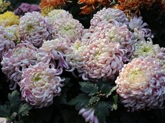 -杭州植物园