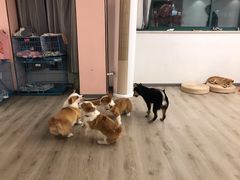 -浣熊柯尔鸭土拨鼠·电玩咖