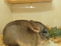 -龙猫仔乐园(惠福东路店)