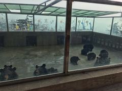 -东方熊牧场