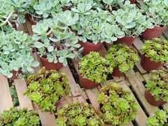 -桂林市花鸟市场