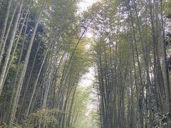 -缙云山景区