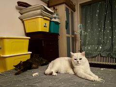 -美联众合动物医院·24h转诊中心