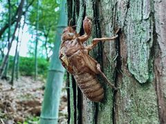 -乌石村