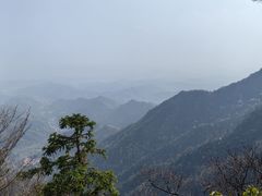 -天目山大树王景区